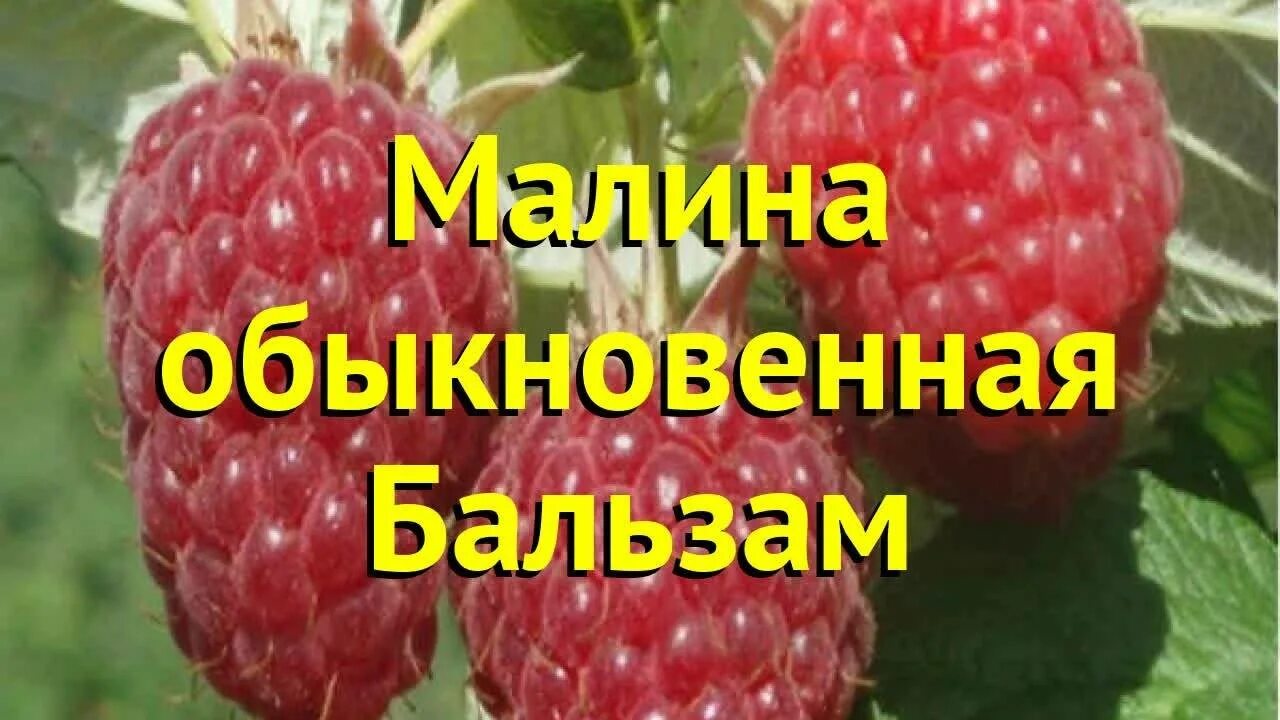 Малина сорт бальзам отзывы. Малина сорт бальзам. Малина обыкновенная бальзам. Малина бальзам описание сорта. Малина Гусар.