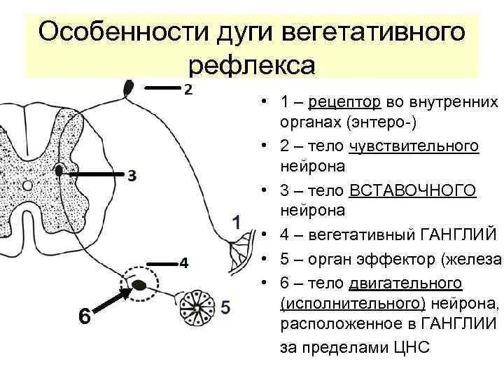 Строение вегетативного рефлекса. Схема вегетативной симпатической рефлекторной дуги спинного мозга. Особенности рефлекторной дуги вегетативного рефлекса. Части рефлекторной дуги спинного мозга. Рефлекторные группы