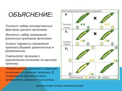 Организм в генотипе которого содержатся разные аллели