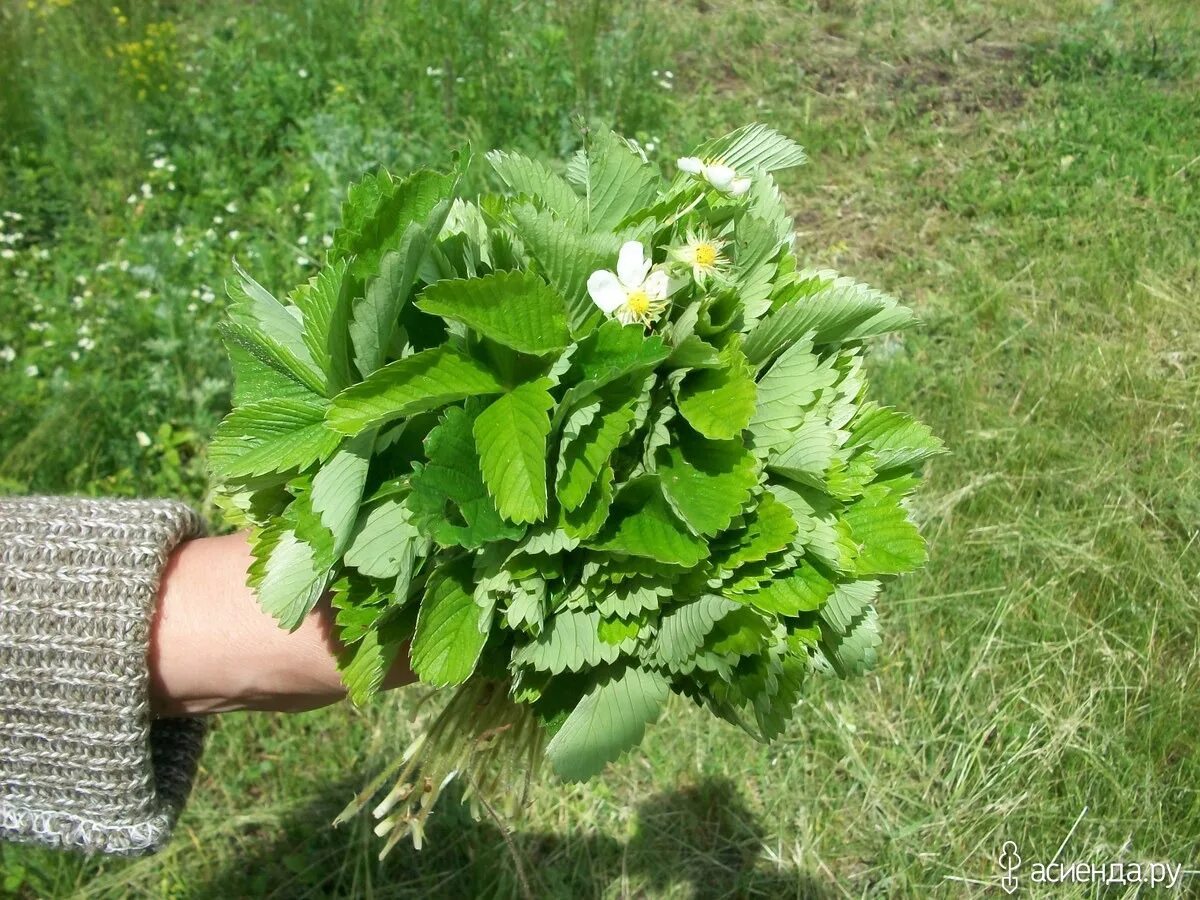 Можно ли листья клубники. Земляника Лесная листья. Листья клубники. Листок земляники. Листья клубники лечебные.