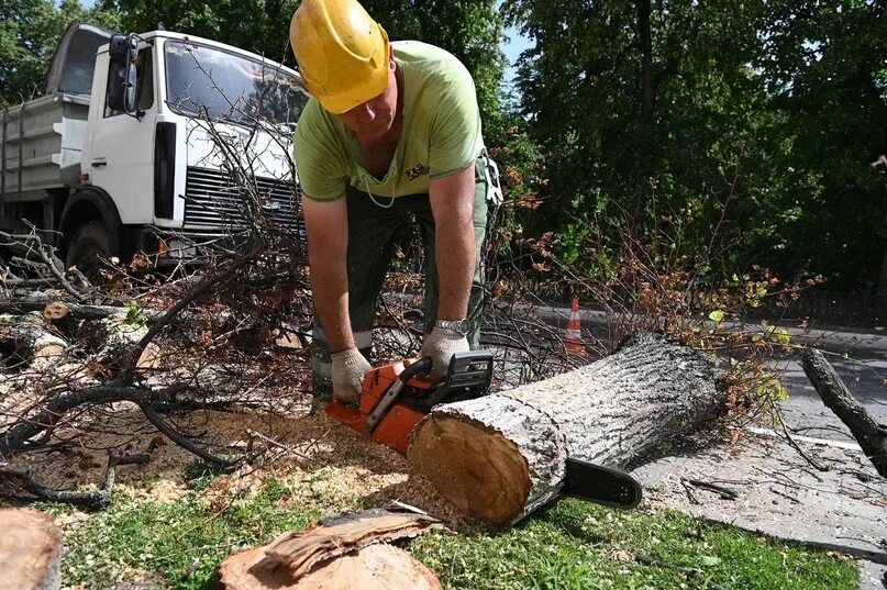 переработка сухостоя. валежник 2022. поваленное дерево в лесу. спил сухостоя. вырубка сухостоя.