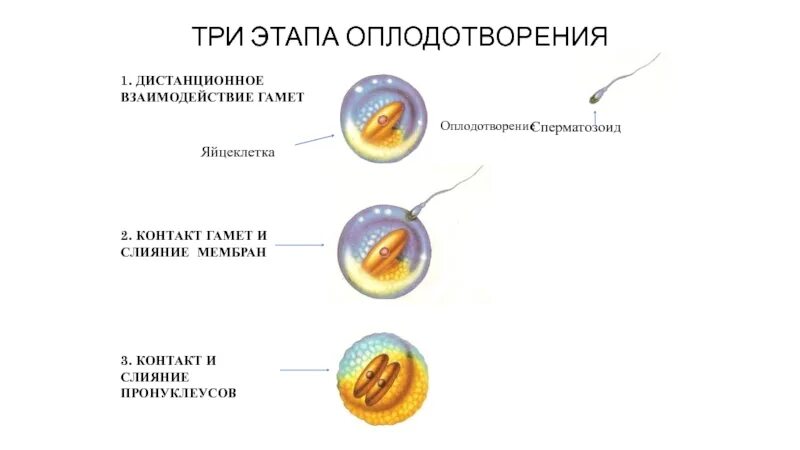 Какое оплодотворение у млекопитающих. Оплодотворение этапы взаимодействия гамет. Контактное взаимодействие гамет при оплодотворении. Строение гамет оплодотворение. Фазы оплодотворения Дистантное взаимодействие.