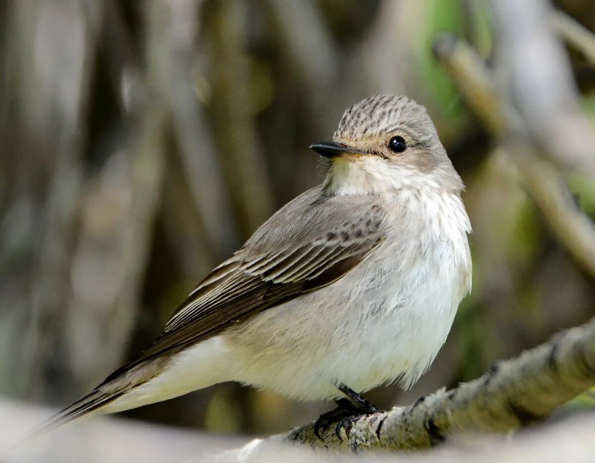 Раз серая птица. Мухоловка серая птичка. Мухоловка серая – Muscicapa striata (Pallas, 1764). Маленькая серенькая птичка мухоловка. Лесная мухоловка.