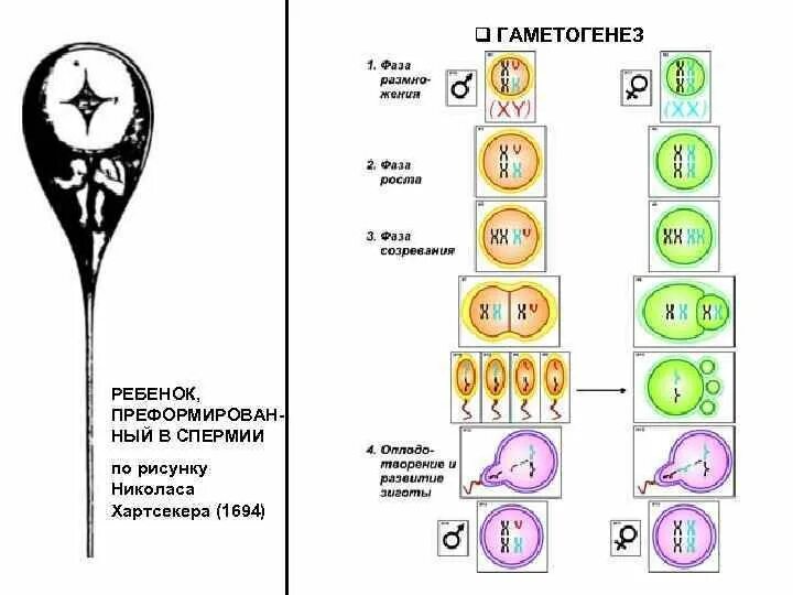 Гаметогенез схема таблица зоны процесс. Гаметогенез схема с подписями. Гаметогенез схема с объяснением. Фазы гаметогенеза. Гаметогенез интерфаза