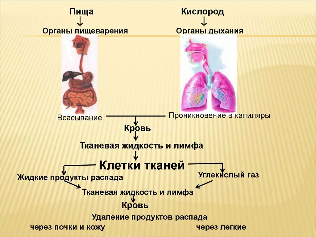 Какие органы участвуют в выведении продуктов распада. Продукты обмена и распада. Продукты распада тканей. Продукты распада веществ. Одинаковые продукты распада удаляются через кожу.