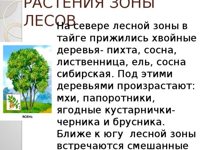 Какие среды обитания освоила береза. Растительность зоны лесов. Сообщение о растениях зоны лесов. Деревья Лесной зоны. Растительный мир Лесной зоны.