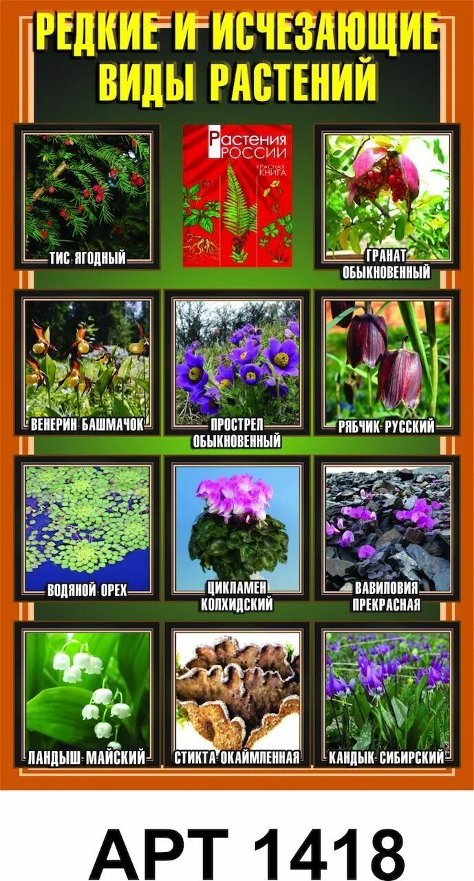 цветок дикая пассифлора голубая. 50 видов растений. лекарственные и ядовитые растения. лечебные травы. 50 видов растений.