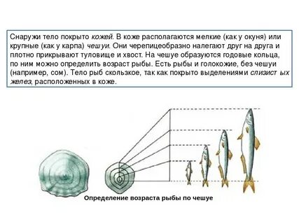 Как узнать возраст рыбы