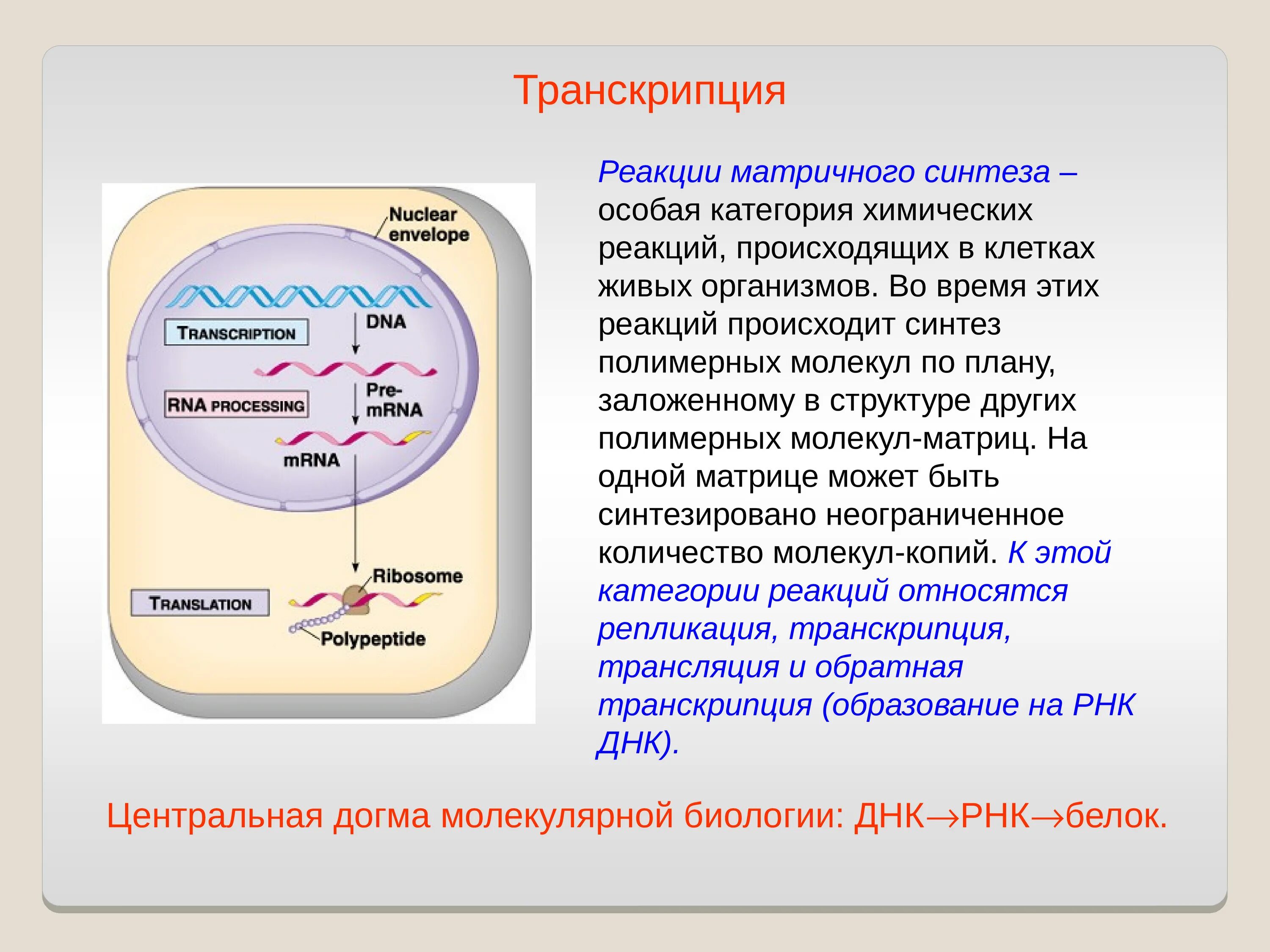 Происходят реакции матричного синтеза. Транскрипция структура клетки. Транскрипция и трансляция ДНК. Процесс транскрипции происходит. Химически Синтез белков.