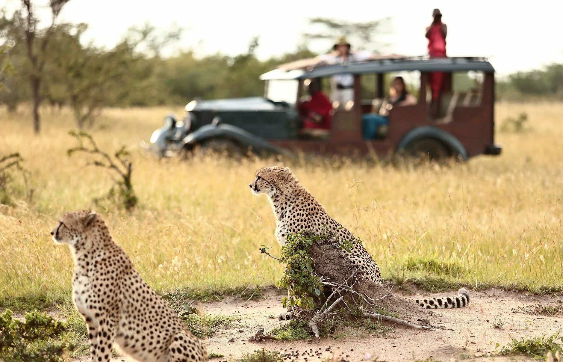 Wildlife holidays. Кения сафари. Сафари туризм. Южная Африка сафари. Гибрид сафари.