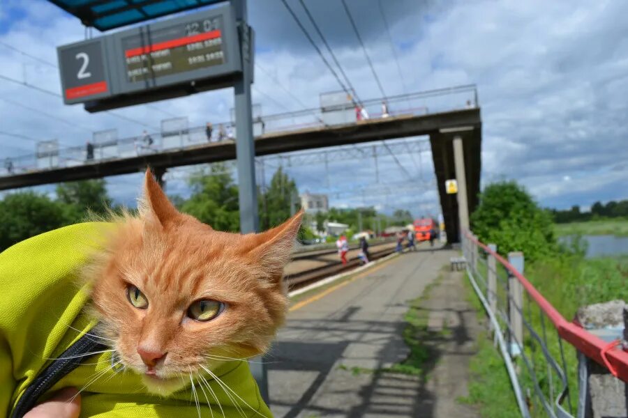 Кот железная дорога. Кот на фоне поезда. Кот на железной дороге. Котик в поезде. Рыжий кот в электричке.