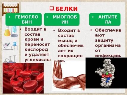 Химический состав клетки белок
