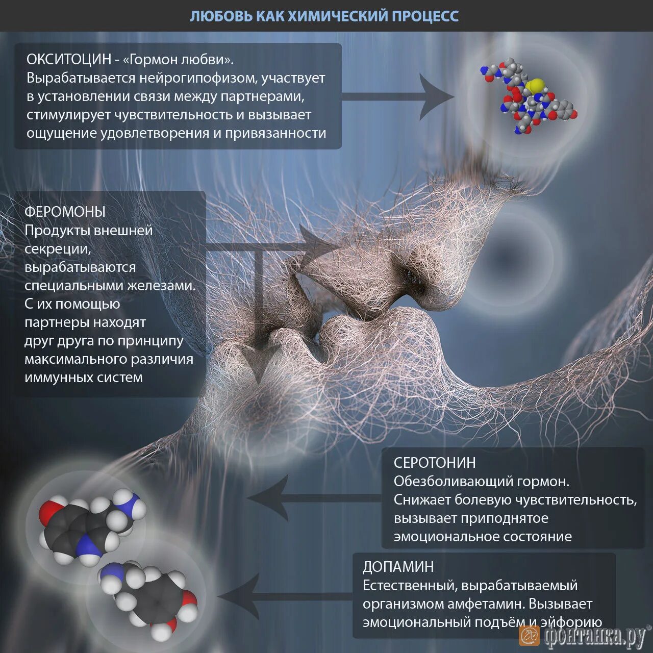 При объятиях выделяется гормон. Гормоны любви и влюбленности. Окситоцин это гормон чего простыми словами. Женский гормон окситоцин. При объятиях выделяется гормон.