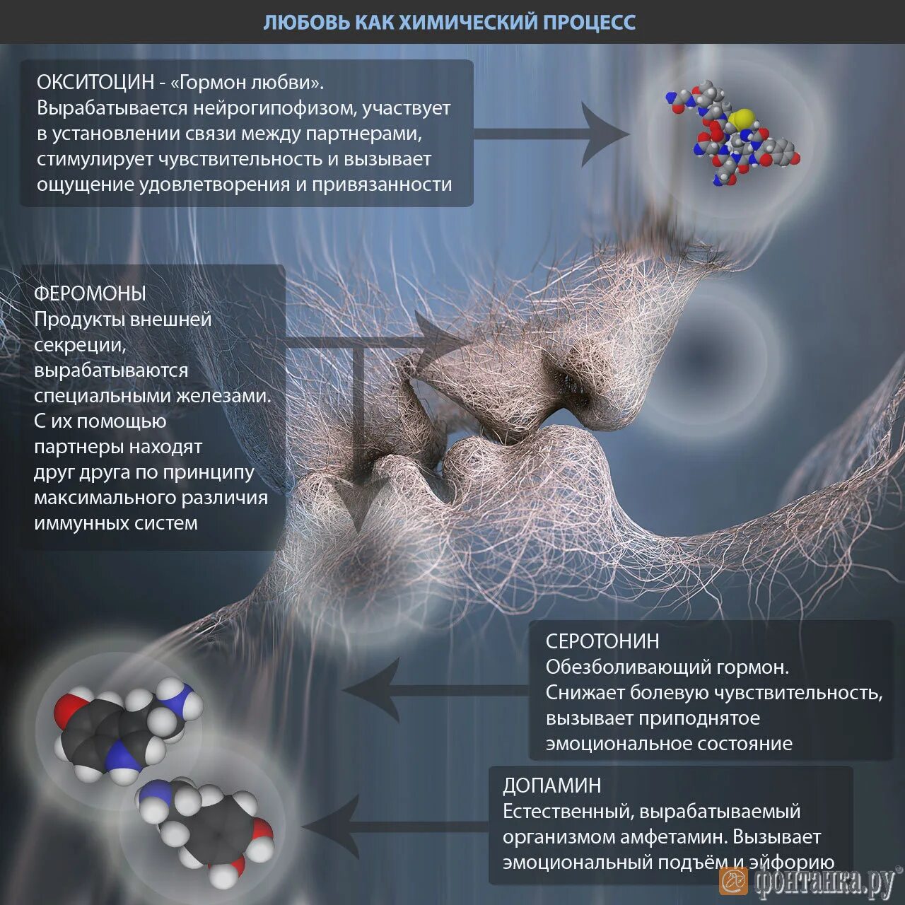 Гормон любви. Гормоны вырабатываемые при любви. Окситоцин гормон любви. Гормоны влюбленности у женщин.