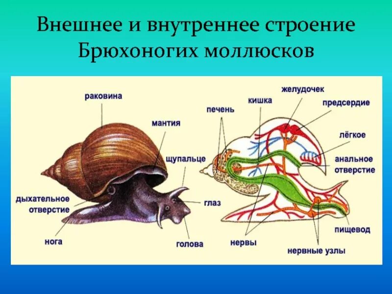 Внутренняя система брюхоногие моллюски. Внутреннее строение брюхоногого моллюска. Тип моллюски класс брюхоногие моллюски строение. Мнещне строение брюхорогого иоллюсеа. Класс брюхоногие строение