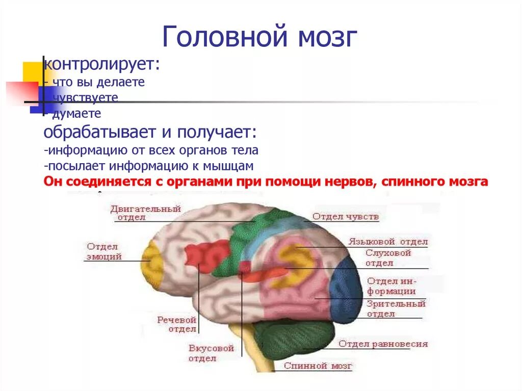 Головной мозг. Отделы головного мозга. Головной мозг информация. Что контролирует головной мозг.