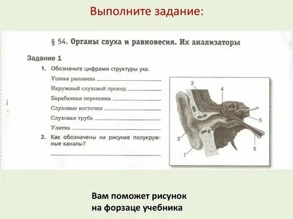 Строение организма тест 8 класс