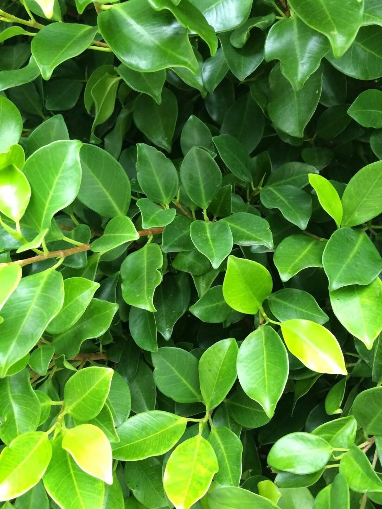 Фикус форма. Ficus microcarpa nitida. фикус нитида. фикус бенджамина нитида. фикус ланцетовидный.
