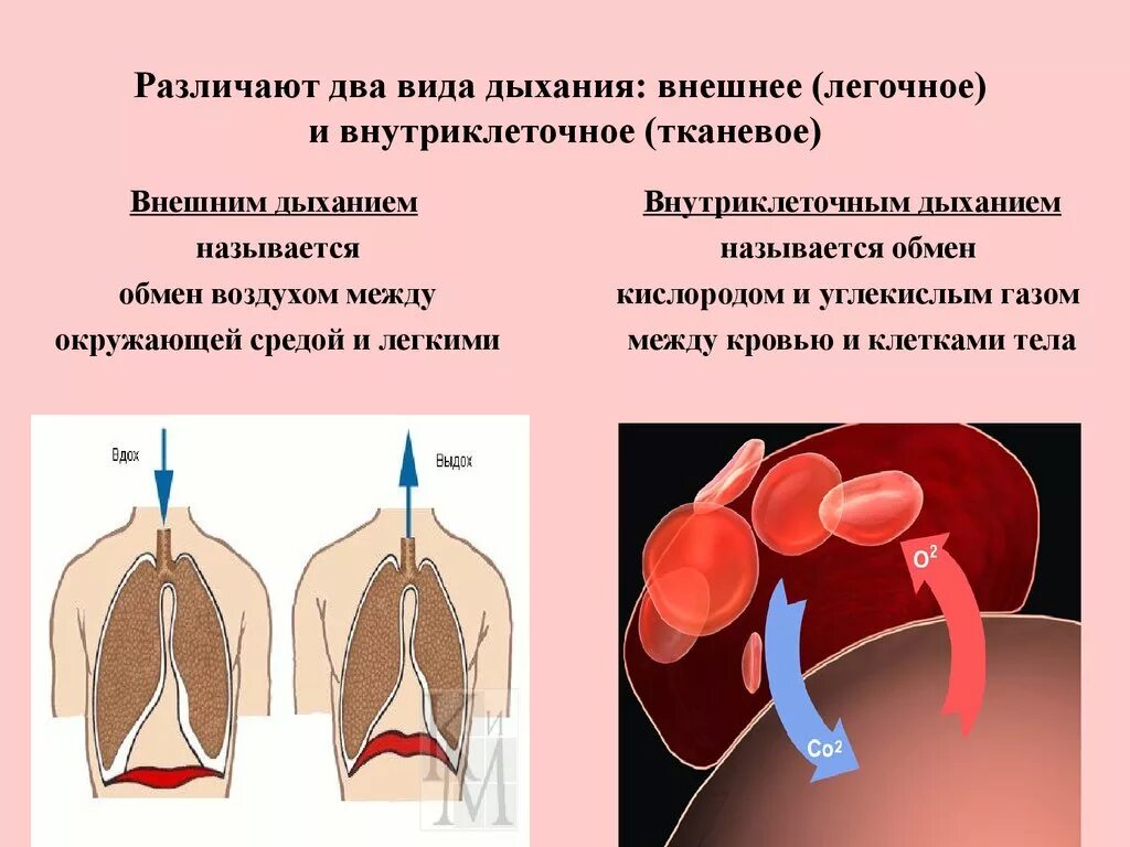 Виды легочного дыхания. Виды дыхания внешнее и внутреннее.