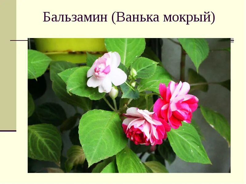 Как поливать мокрую ваньку