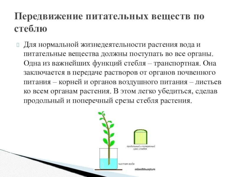 Передвижение веществ по стеблю 6 класс