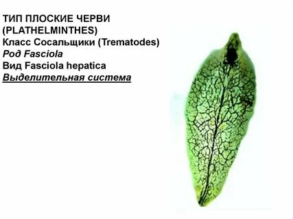 Выделительная система сосальщиков