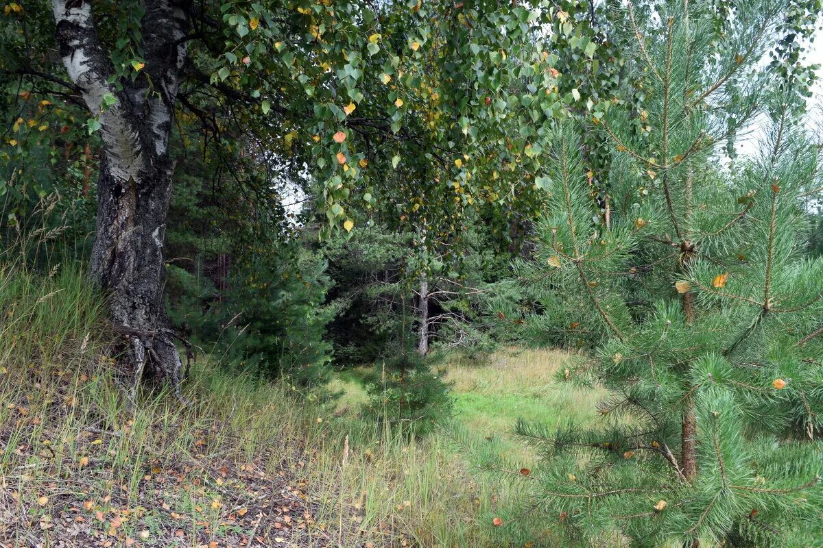 заболоцкий березовая роща. под березой. карельская береза дерево. берёзовая роща мемориал. берёза радде.