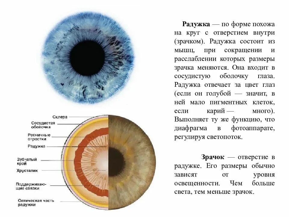 В чем особенность строения радужки какую функцию