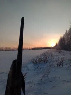 Волки в кургане