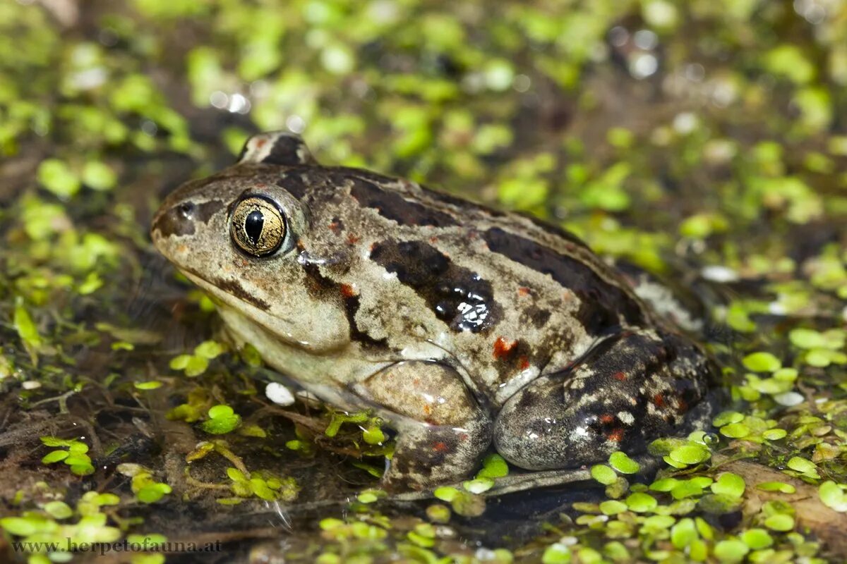 Чесночница амфибия. Сирийская чесночница. Обыкновенная чесночница (pelobates fuscus/rana vespertina). Обыкновенная чесночница образ жизни. Пяточные бугры чесночницы.