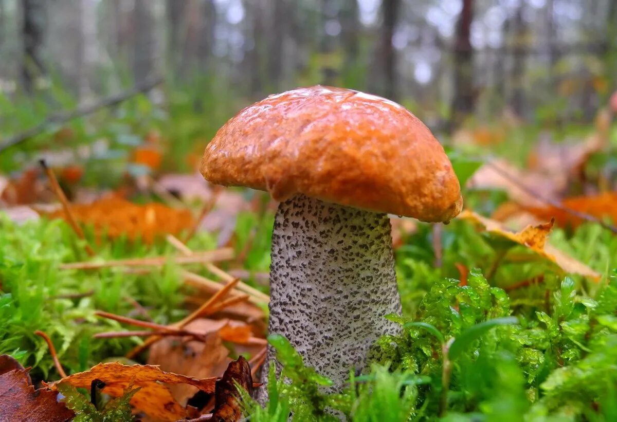 грибы осенью. осенние ягоды в лесу. грибы августа подосиновики. осенний грибной лес. тема осень грибы.