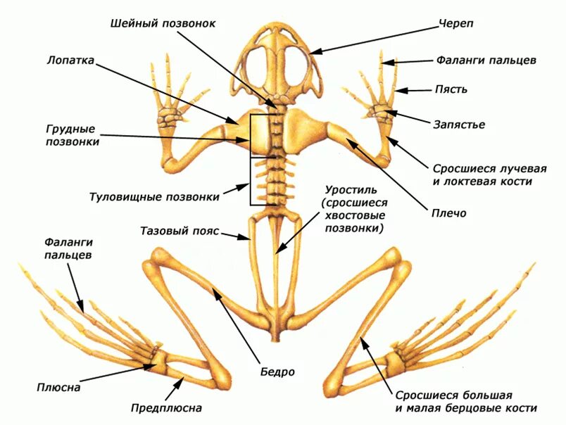 Он отличается большой и состоит из отделов. Земноводных строение отделов скелета. Опорно двигательная система лягушки скелет. Кости и отделы скелета лягушки. Скелет лягушки шейный отдел.