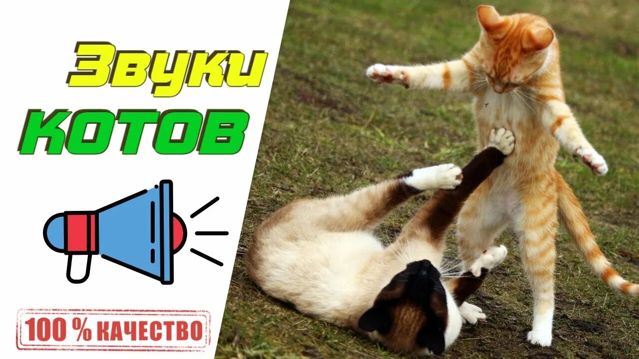 Кошки дерутся звук. Драка кошек звук. Звук дерущихся котов. Кошачьи разборки.