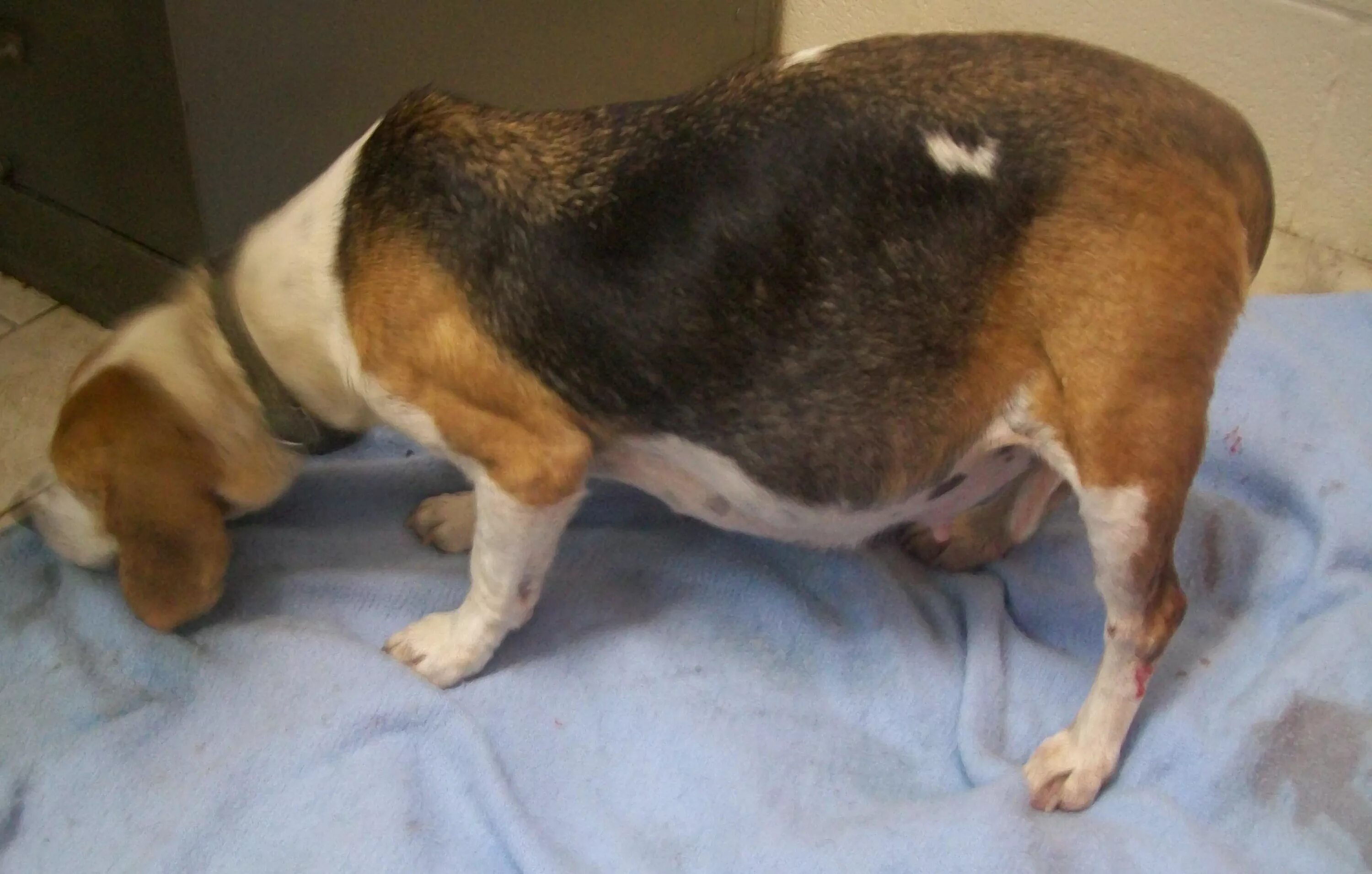 Собака лежит. Беременность собак живот. Беременность собак живот. Беременность собак живот. Беременность собак живот.