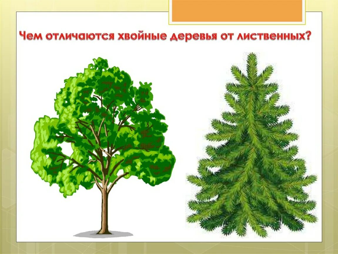 Хвойные и лиственные. Дерево лиственное и хвоные. Лиственные и хвойные деревья. Хвойные деревья для детей. Хвойныеи листаеннве деревья.