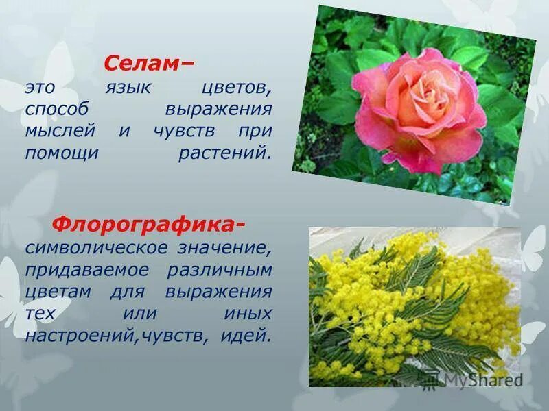 Цвети значение слова. Язык цветов. Значение цветка. Что обозначают цветы. Что обозначают разные цветы.