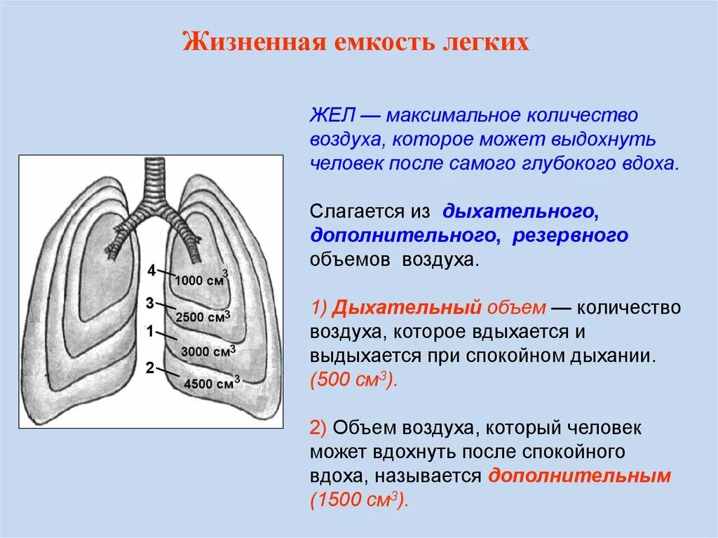 Наибольшая емкость легких. Кратко о механизме дыхания, жизненной ёмкости лёгких. Механизм дыхания жизненная емкость легких 8 класс. Жизненная ёмкость лёгких (жёл). Конспект механизм дыхания жизненная емкость лёгких.