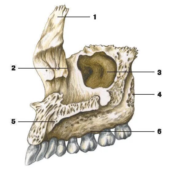 Клыковая ямка. Небный отросток верхнечелюстной кости. Анатомия верхнечелюстной кости. Верхнечелюстная кость анатомия. Анатомия верхней челюстной кости.