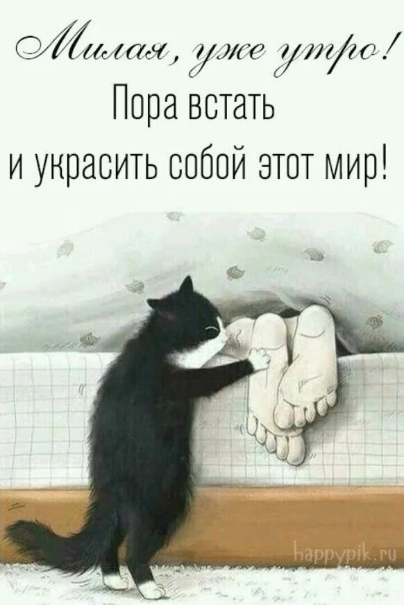 Доброе утро давай вставай. Мой девиз четыре слова сам не спишь буди другого. Мой девиз четыре слова сам не спишь буди другого с добрым утром. Мой девиз 4 слова сам не спишь буди другого с добрым утром. Пожелания с добрым утром с кошками.