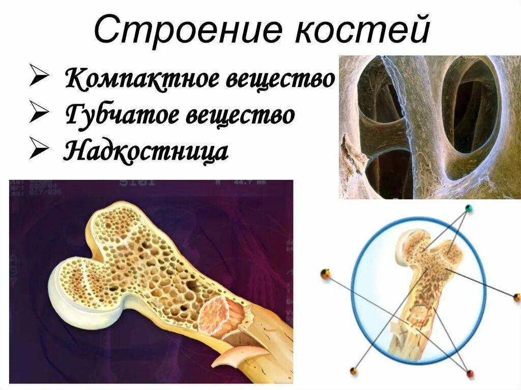 5 костей губчатых