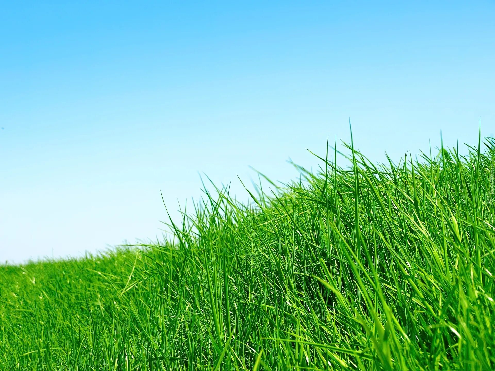 Grass поинты