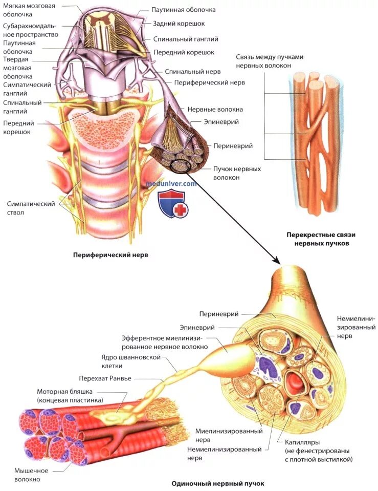 Периферический нерв функции. Строение периферической системы. Периферическая НС анатомия. Структуры периферической нервной системы. Строение периферического нерва системы.