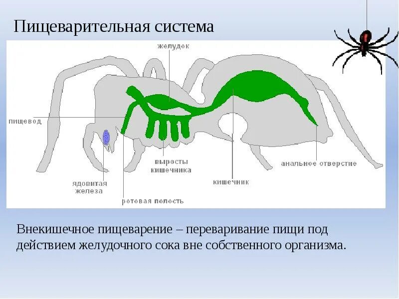 Адаптация паукообразных. Дыхательная система паукообразных. Класс паукообразные дыхательная система. Строение дыхательной системы паукообразных. Пищеварительная система членистоногих 7 класс.