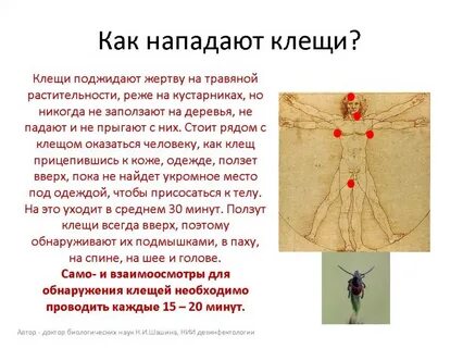 Как клещ оказался в ночлежке