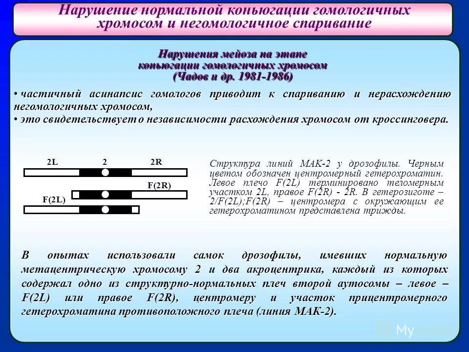 Гомологичные и негомологичные хромосомы. Спаривание гомологичных хромосом. Расхождение негомологичных хромосом. Перенос участка одной хромосомы на негомологичную ей хромосому:.