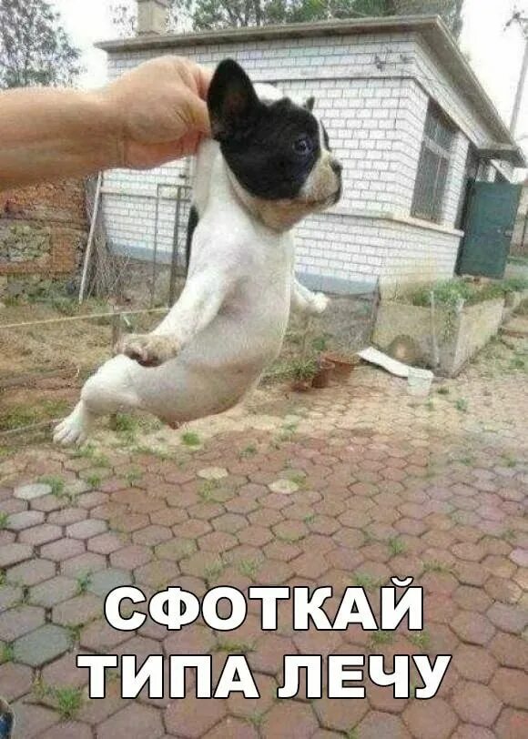Прикольные картинки смешные до слез. Картинки смешные до слез. Смешно до слез с надписями. Смешные картинки до слёз про животных. Смешные животные с надписями до слёз.