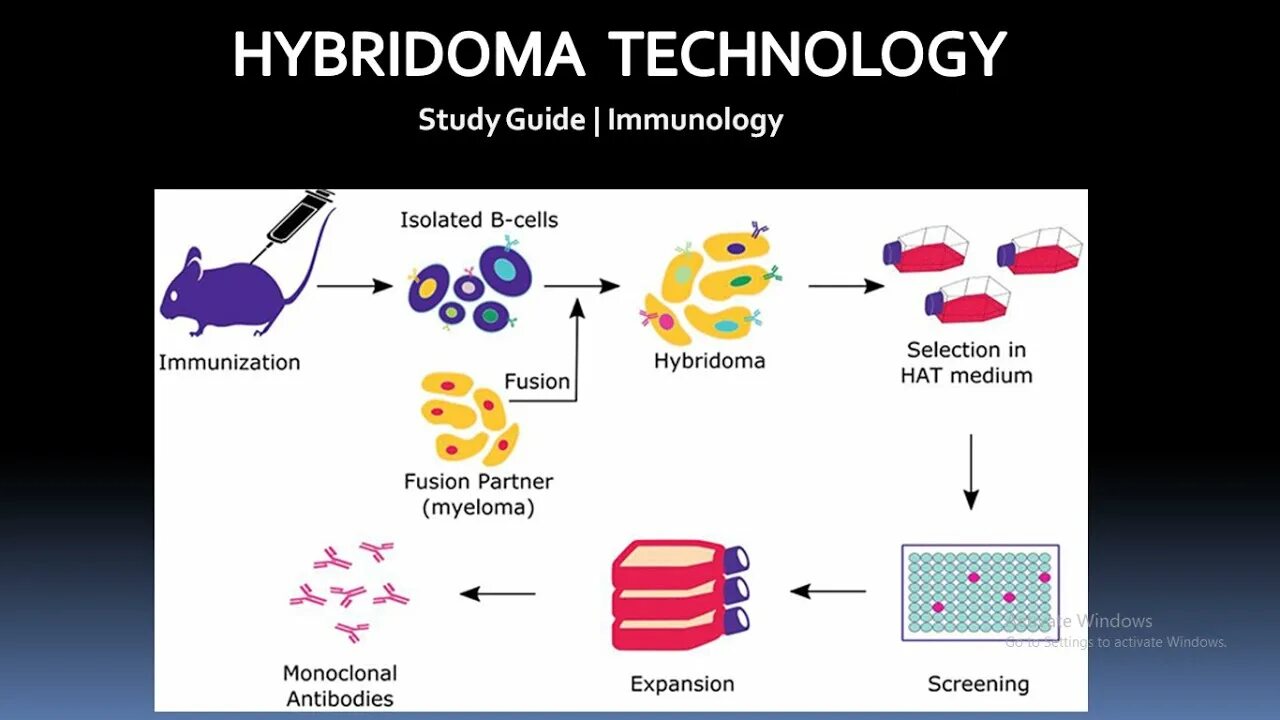 Гибридома это иммунология. Клетки гибридомы. Получение гибридом. Гибридомы клетки ИФА. Для гибридом используются