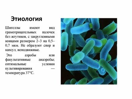 Возбудитель дизентерии является