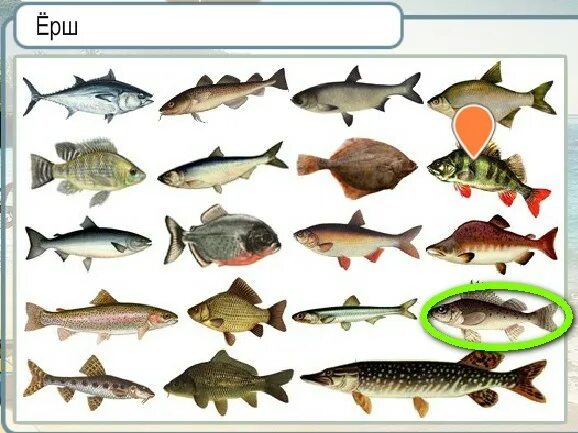 рыба 5 букв вторая у