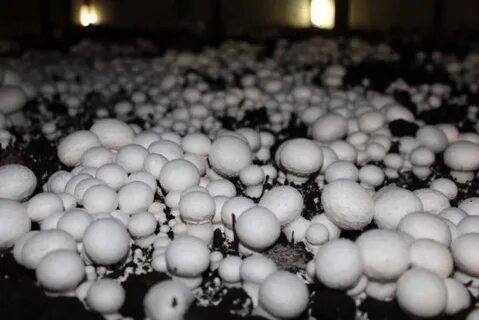 Компост для выращивания шампиньонов